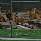 Zoo de Barcelona 21-02-11 276