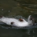 Zoo de Barcelona 21-02-11 479