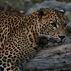 Zoo de Barcelona 21-02-11 386