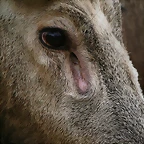 Zoo de Barcelona 21-02-11 239