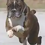 boxer2