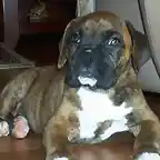 boxer4