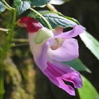 image003