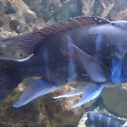 Cyphotilapia frontosa 3 (4-8-17 Zoo Duisburg)