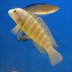 Eretmodus cyanostictus