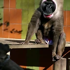Zoo de Barcelona 23-03-11 116