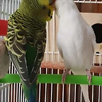 FB_IMG_1531239330366