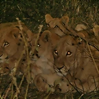 Kruger National Park 28-31 mayo 2009 1310
