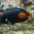 Acanthurus achilles