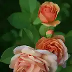 rosas