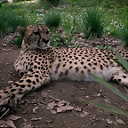 Zoo de Barcelona 27-03-11 1168