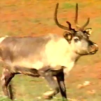 28-Domestic reindeer.jpeg