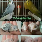 FB_IMG_1505205250674
