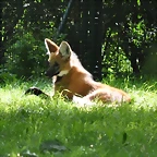 LOBO DE CRIN, SUDAMERICA