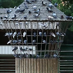 Zoo de Barcelona 07-09-2010 007