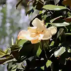 03, magnolio, flor 1, marca