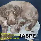 JASPE