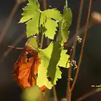 14, hoja de parra, marca