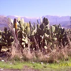 S5036968