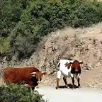 12, vacas en el camino