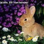 imagenes-animales-conejo