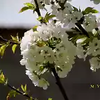 24, flores del cerezo5 marca2
