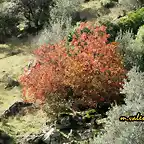 20, tonos rojos, marca