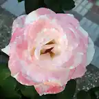 rosa en jardin calle la cruz