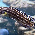 Julidochromis regani (4-8-17 Zoo Duisburg)