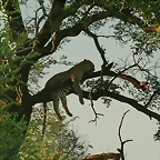 Johannesburg Kruger març 2009 409