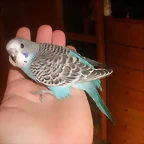 2 pollo 22-9-10