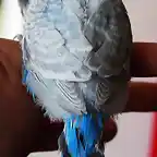 bebe azul