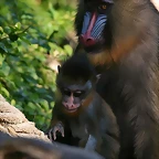Zoo de Barcelona 23-01-11 006