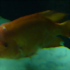 Amphilophus labiatus
