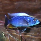 Sciaenochromis fryeri (8-6-12 Acuario Fluvial de Zaragoza)