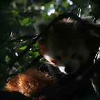 Zoo de Barcelona 20-04-11 656