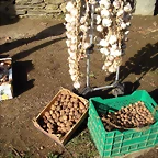 DSCN2467