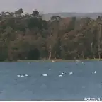 La laguna Petrel fue un otrora paseo pblico, hoy pese a la contaminacin igual es visitada por herm