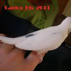 3 pollo 5-3-11  (3)