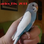 1 pollo 5-3-11 (2)