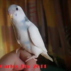 3 pollo 5-3-11 (2)