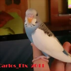 1 pollo 5-3-11 (4)
