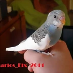 2 pollo 5-3-11