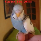 4 pollo 5-3-11 (2)