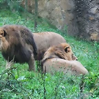 Zoos Wuppertal, Dortmund y Gelsenkirchen 01-10-09 202