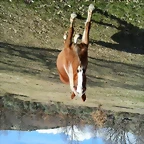 caballo