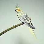 Ninfa perlada