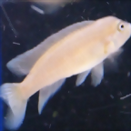 Lamprologus werneri (5-8-17 Zoo Zajac)