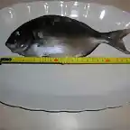 mojarra 002