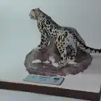 Leopardo de las nieves (2)